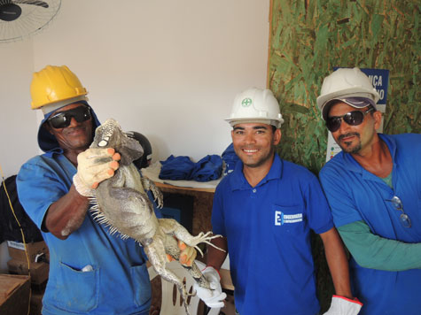 Brumado: Operários encontram iguana em obras do Minha Casa, Minha Vida