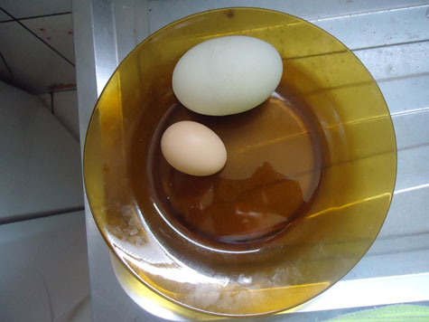 Palmas de Monte Alto: Galinha caipira bota ovo duplo gigante