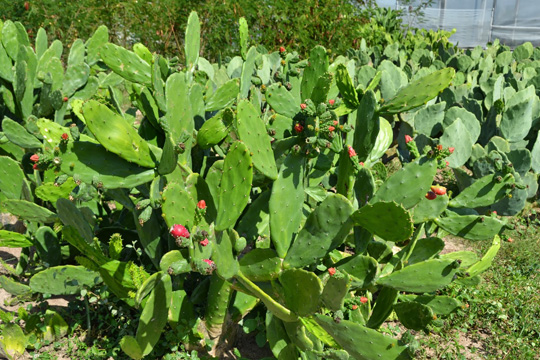 Sebrae realizará seminário sobre o cultivo intensivo de palma em Brumado