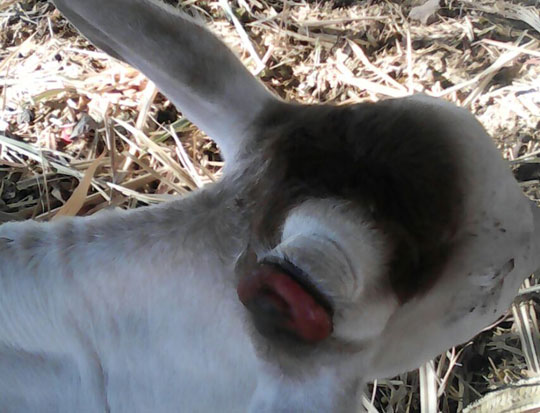 Bezerro nasce com três olhos em Palmas de Monte Alto