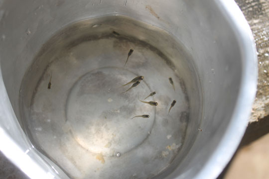 Peixe ajuda a diminuir índice de infestação do aedes-aegypti em Brumado