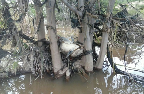 Brumado: Após enchente, peixes mortos deixam mau cheiro em Cristalândia