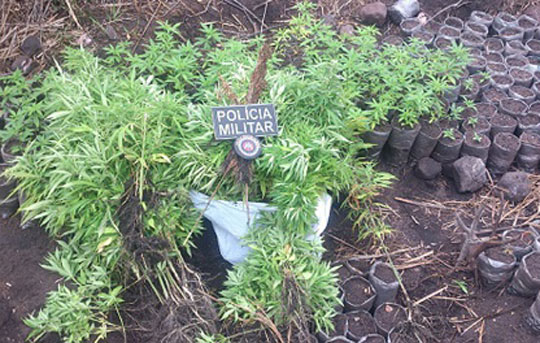 Barra da Estiva: Polícia descobre plantação com mais de mil pés de maconha
