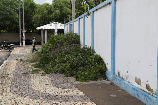 Brumado: Prefeitura poda árvores para conter danos em veículos provocados por fezes de aves