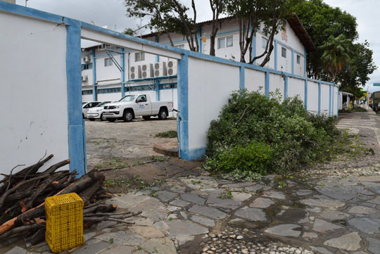 Brumado: Prefeitura poda árvores para conter danos em veículos provocados por fezes de aves