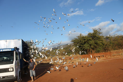 Brumado sedia mais uma etapa da corrida nacional de pombos-correios
