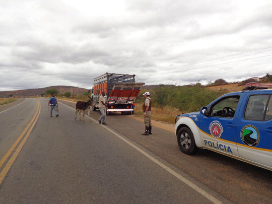 Brumado: PRE apreende animais soltos nas rodovias em mais uma operação preventiva