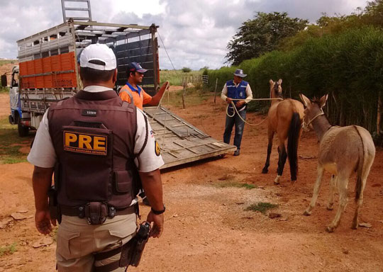 Polícia Rodoviária realiza operação de captura de animais nas rodovias da região de Brumado