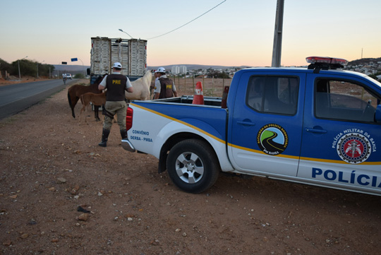 Policia Rodoviária Estadual captura animais nas rodovias de acesso a Brumado