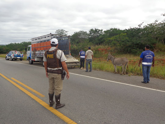 Brumado: PRE recolhe animais das rodovias para evitar acidentes durante a Semana Santa