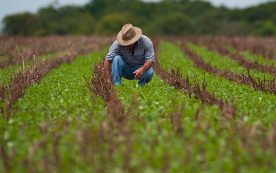 Medida que permite renegociação de dívidas de produtores rurais é aprovada pelo Senado