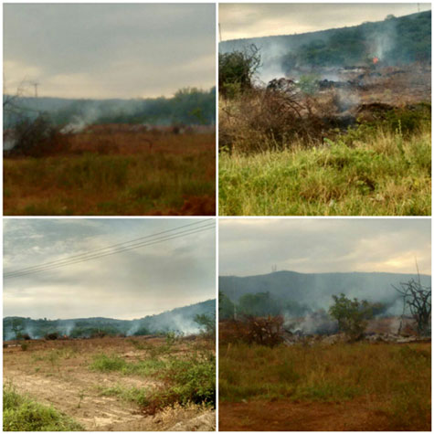 Brumado: Secretaria Meio ambiente punirá autores de queimada de umbuzeiros no Apertado no Morro