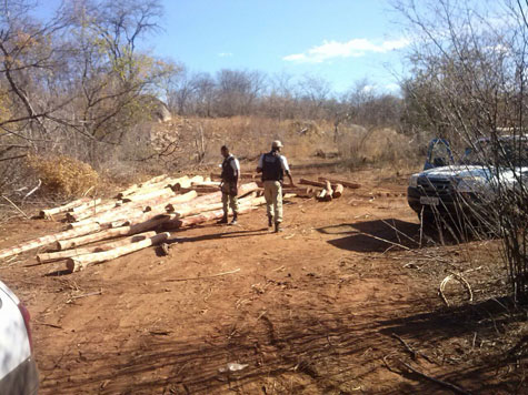 Riacho de Santana: Polícia apreende 176 toras de madeira ilegal
