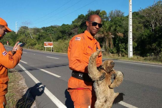 Bombeiros resgatam bicho-preguiça em Rio de Contas