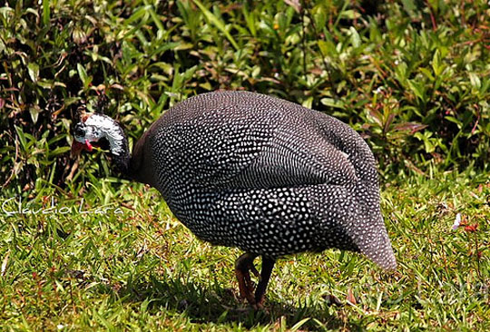 Furto de galinha d'angola e outras aves é registrado em comunidade rural de Brumado