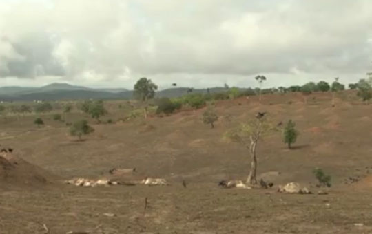 Seca muda cenário e causa prejuízos a 1,5 mil produtores na cidade de Planalto