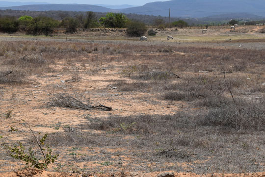 Brumado: Indústria da seca lucra com o sofrimento do sertanejo