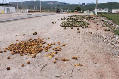 Brumado: Lixo, coco e laranjas estragadas são despejados na entrada da cidade