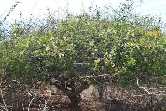 Umbuzeiros começam a florir em Brumado, mas colheita predatória ameaça safra na região