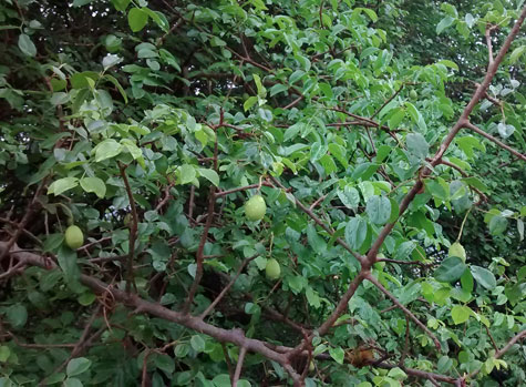 Umbuzeiros começam a brotar em Brumado