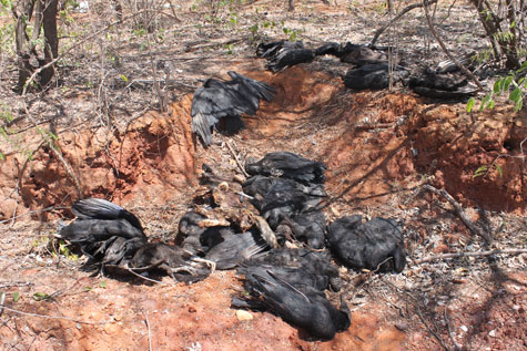 Crime Ambiental: Urubus morrem envenenados em Brumado