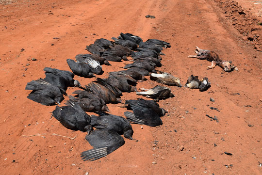 Brumado: Protetores dos animais estimam que mais de 120 urubus tenham morrido contaminados
