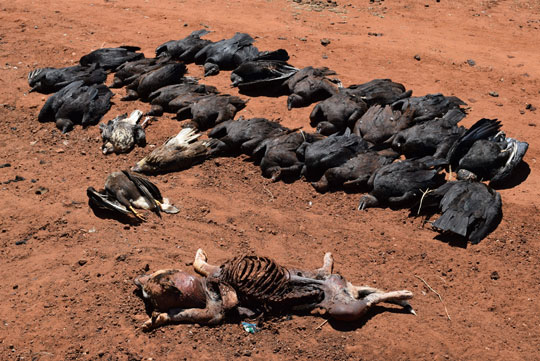 Dezenas de urubus e três gaviões morrem após ingerirem cães envenenados em Brumado