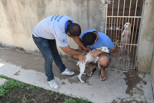 Cerca de 90% dos cães e gatos receberam a imunização antirrábica em Brumado