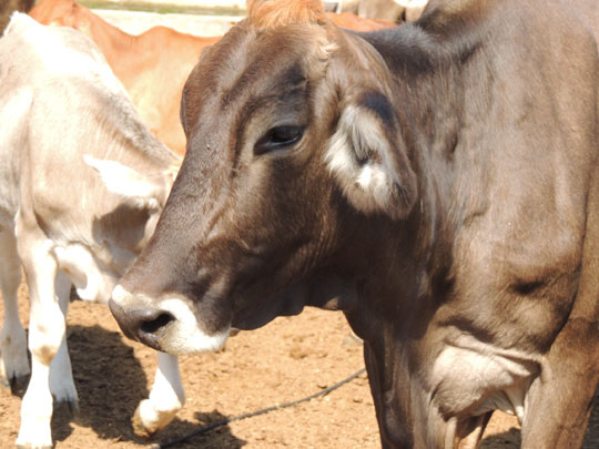 Mais de 106 mil bovinos devem ser vacinados contra a febre aftosa na microrregião de Brumado