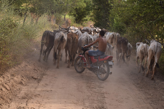 Seca e crise ameaçam a cultura e tradição do vaqueiro em Brumado