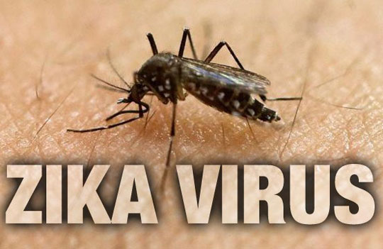 Vacinas contra zika têm resultado positivo em macacos nos EUA