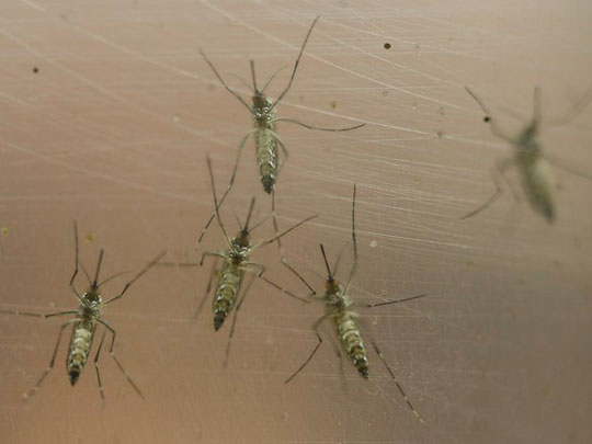 Carnaval pode aumentar e espalhar casos de zika vírus, alertam infectologistas