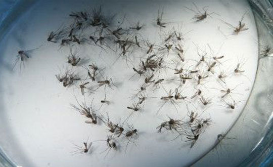 Zika: Transmissão via sanguínea e relação sexual é confirmada