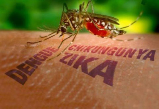 Pernilongo também pode ser capaz de transmitir vírus da zika, diz Fiocruz